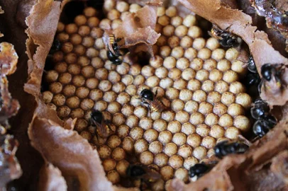 Projeto Abelhas Missioneiras incentiva preservação de abelhas sem ferrão nas Missões - Foto: Projeto Abelhas Missioneiras/Divulgação<!-- NICAID(15429122) -->
