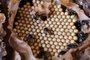 Projeto Abelhas Missioneiras incentiva preservação de abelhas sem ferrão nas Missões - Foto: Projeto Abelhas Missioneiras/Divulgação<!-- NICAID(15429122) -->