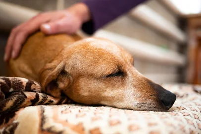 A man's hand strokes a sick old dachshund dog. The dog is resting at home.Cachorro - Foto: Алекс Ренко/stock.adobe.comFonte: 558631777<!-- NICAID(15776786) -->