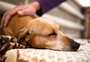 O que você precisa saber sobre o verme que pode aparecer nos cães resgatados durante a enchente no RS