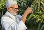 Indiano cultiva 300 variedades de manga em uma única árvore