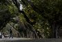 Porto Alegre tem mais de 40 túneis verdes; veja mapa