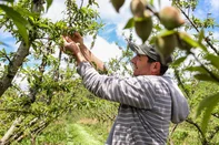 CAXIAS DO SUL, RS, BRASIL, 07/10/2025. O agricultor Luciano Ricardo Buffon, 45 anos, produz ameixa, pêssego, caqui e uva em São Gotardo de Vila Seca, interior de Caxias do Sul. Ele relata dificuldade de encontrar mão de obra para a etapa de raleio. Na foto, o pêssego eragil. (Neimar De Cesero/Agência RBS)Indexador: Neimar De Cesero<!-- NICAID(16140957) -->