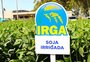 Espaço da soja em áreas de arroz no RS cresceu 12% só na última safra 
