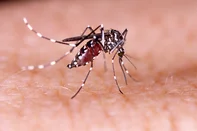 Dengue, zika and chikungunya fever mosquito (aedes aegypti) on human skin tacio philip / stock.adobe.com<!-- NICAID(15744434) -->