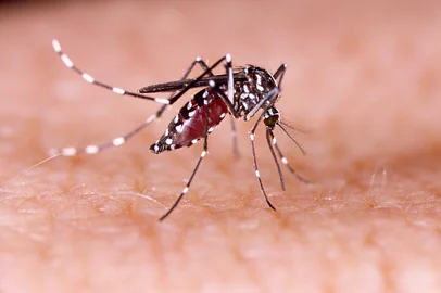 Dengue, zika and chikungunya fever mosquito (aedes aegypti) on human skin tacio philip / stock.adobe.com<!-- NICAID(15744434) -->