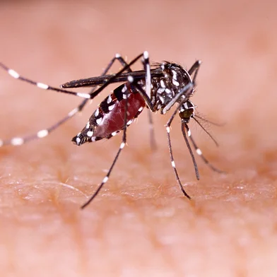 Dengue, zika and chikungunya fever mosquito (aedes aegypti) on human skin tacio philip / stock.adobe.com<!-- NICAID(15744434) -->