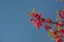 CAXIAS DO SUL, RS, BRASIL (21/07/2016) Florescer em Caxias do Sul. Árvores com flores de tons roxos florescem no inverno caxiense. (Roni Rigon/pioneiro)<!-- NICAID(12331664) -->