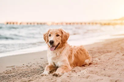 Golden retriever on the coastline. Companion dog sitting on the sandy beachIndexador: Alex GoFonte: 508279852<!-- NICAID(15917455) -->