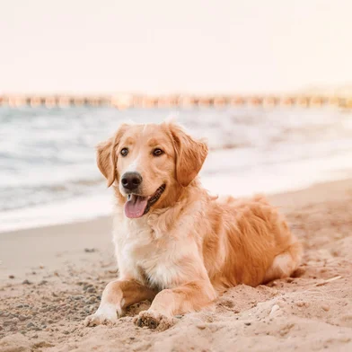 Golden retriever on the coastline. Companion dog sitting on the sandy beachIndexador: Alex GoFonte: 508279852<!-- NICAID(15917455) -->