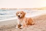 Por que alguns cachorros adoecem logo depois de chegar na praia?