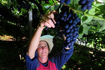 CAXIAS DO SUL, RS, BRASIL, 02/12/2021. Agricultores da Serra Gaúcha já estão colhendo as primeiras uvas da safra 2021/2022. É a variedade precoce Vênus, cultivada em áreas mais quentes da região, nos vales, próximo aos rios. Essa uva é sem sementes e para consumo in natura. Ela não serve para a indústria fazer vinhos ou sucos. Produtora Vera Bianchi começou a colher a uva Vênus em São Valentin da 2ª Légua, já no limite com Vale Real, no Vale do Caí. (Porthus Junior/Agência RBS)<!-- NICAID(14957366) -->