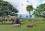 Extinção de animais gigantes há 10 mil anos reorganizou ecossistemas terrestres, indica estudo