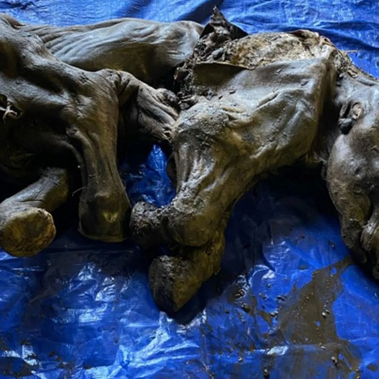 Garimpeiros encontram bebê mamute congelado no Canadá | GZH