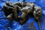 Dois garimpeiros encontraram um fóssil de bebê de mamute linoso no permafrost do noroeste do Canadá na terça-feira, 21 de junho de 2022.<!-- NICAID(15133498) -->