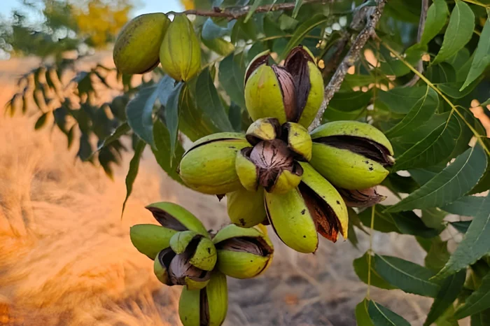 IBPecan / Divulgação