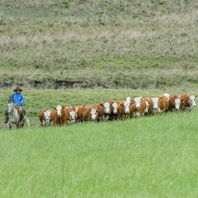 Projeto que prevê investimento de R$ 44 milhões no pampa é finalista de premiação internacional <!-- NICAID(16099292) -->