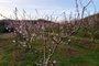 Na propriedade do agricultor Cesar Augusto Menegat, em Nova Pádua, pessegueiros começaram a florir antes do tempo, na primeira quinzena de junho. As parreiras ainda têm folhas. Efeitos do calor fora de época. <!-- NICAID(15468240) -->