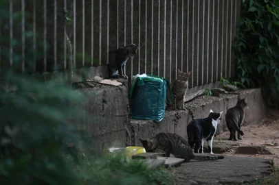 Porto Alegre, RS, Brasil, 13-03-2025: Colônia de gatos em imóvel em desuso. Foto: Renan Mattos / Agência RBS<!-- NICAID(15995243) -->