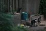 Colônia de gatos ocupa fundos de imóvel do INSS e preocupa protetores por doenças, atropelamentos e maus-tratos