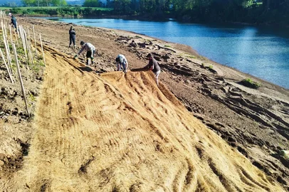MARQUES DE SOUZA, RS, BRASIL, 20-10-2025: Dois projetos em execução simultânea pretendem recuperar e restaurar ecologicamente um trecho da mata ciliar do Rio Forqueta em Marques de Souza, no Vale do Taquari. O trabalho de engenharia natural e plantio de vegetação nativa ocorre da pinguela até o ponto em que a ponte desabou, o que equivale a cerca de mil metros de extensão. A professora e pesquisadora Elisete Maria de Freitas, da Universidade do Vale do Taquari (Univates), coordena o projeto. Foto: Cleberton Bianchini/Equipe executora dos projetos<!-- NICAID(16150238) -->