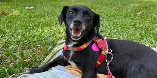 Abandono de animais aumenta no ver&atilde;o