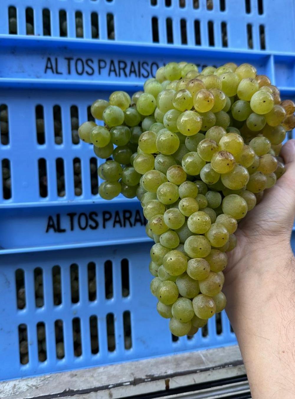 A uva espanhola que d&aacute; sabor de novidade para vin&iacute;cola ga&uacute;cha (e exclusividade no Brasil)