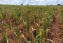 Rio Grande do Sul tem 140 municípios em situação de emergência decretada em razão da estiagem