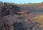 Incêndio atinge área de vegetação em São José do Norte e afeta distribuição de energia elétrica 