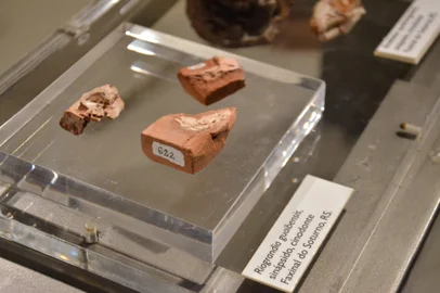 Fósseis encontrados no RS ajudam a entender evolução dos mamíferos em nova pesquisa<!-- NICAID(15921368) -->
