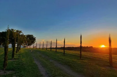 Por do sol nas oliveiras da Estância das Oliveiras<!-- NICAID(15646415) -->