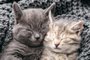 Couple kittens in love sleep nap on soft knitted gray blanket. Portrait cats rest in bed. Feline love hug friendship on Valentine day. Pets Animal sleep at cozy home. Long web banner copy space.Gatos dormindo - Foto: Beton Studio/stock.adobe.comFonte: 484726526<!-- NICAID(15392771) -->