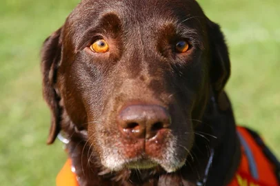 PORTO ALEGRE, RS, BRASIL - 2019.05.06 - Cachorros e bombeiros do RS que estiveram em Brumadinho por 24 dias, em março deste ano, receberão medalhas da Defesa Civil na sexta-feira. Na foto: Retrato do cão Guapo, do 2º sargento Alex Sandro Teixeira Brum (Foto: ANDRÉ ÁVILA/ Agência RBS)<!-- NICAID(14109198) -->
