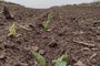 Metade da plantação de brócolis é perdida em São José dos Ausentes por causa do temporal<!-- NICAID(14894216) -->