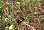 Estiagem castiga produção rural em Porto Alegre  