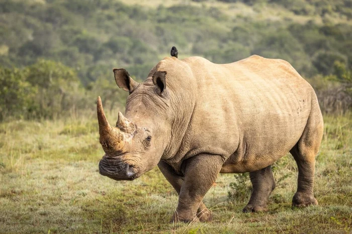 Gunter Nuyts / Shutterstock | Portal EdiCase Gunter Nuyts / Shutterstock | Portal EdiCase