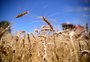 Produção de trigo deve crescer em 4% no RS, diz consultoria do agronegócio