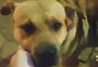 Depois de dormir em bar, cachorro ganha nome e inspira ação de doações a ONGs
