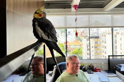 PORTO ALEGRE, RS - 23/01/2026 - Pituco, uma calopsita de 4 anos, foi encontrada em um apartamento no bairro Menino Deus após passar dez dias desaparecida em Porto Alegre, a cerca de 1,5 km de casa; o resgate mobilizou moradores e o síndico do prédio, até que a ave fosse levada a um lar temporário e reconhecida pelo tutor.<!-- NICAID(16210691) -->