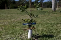 PORTO ALEGRE, RS, BRASIL, 08-09-2026: Pomares de árvores frutíferas estão sendo plantados em diversos locais em Porto Alegre. São mais de 80 mudas plantadas em praças da cidade. A ação é da SMAMUS.  Fotos: Duda Fortes/Grupo RBS<!-- NICAID(16361365) -->
