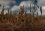 Pedidos de recuperação judicial de empresas do agro dispara no RS