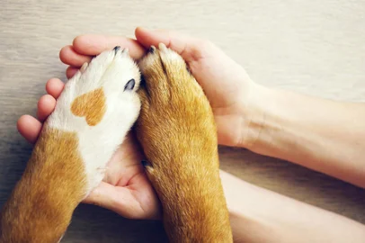 Dog paws with a spot in the form of heart and human hand close uIndexador: ISFonte: 167618810<!-- NICAID(15902709) -->
