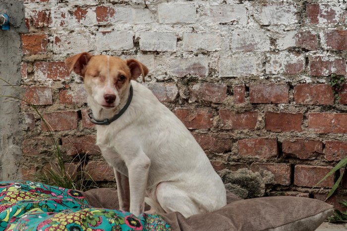 No app estão animais de estimação que precisam de um lar e se encaixam nas expectativas e rotina informadas pelos adotantes