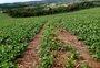 Menos feijão no prato: como a estiagem afetou a produção no RS