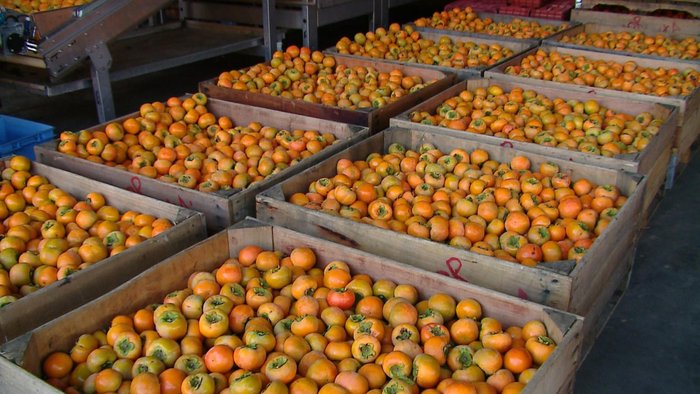 Caquis após a colheita e antes de chegar em centro de distribuição