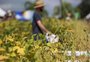 Os pontos em aberto que preocupam o agronegócio na discussão sobre a reforma tributária