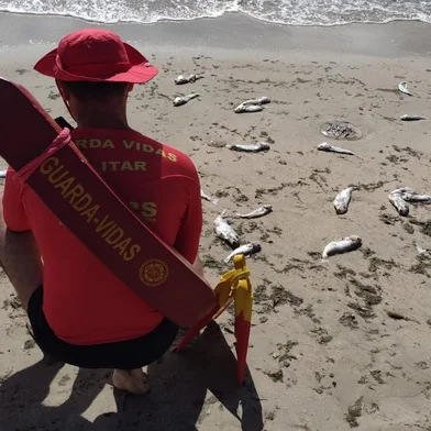 Peixes mortos na praia do Laranjal, em Pelotas<!-- NICAID(14985964) -->