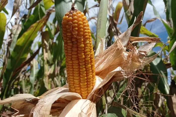 Vanessa Almeida de Moraes / Emater / Divulgação
