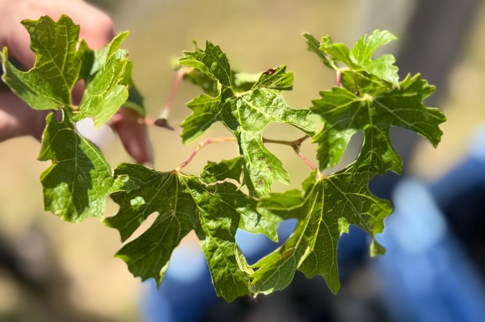 Brasil de Vinhos / Divulgação Brasil de Vinhos / Divulgação