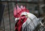 "Se não tem raça pura, não tem galeto", diz dirigente sobre a importância da criação e exposição de aves